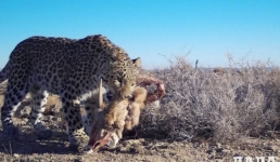 В 2023 году зафиксировано четвертое появление леопарда в Мангистау за последние два десятилетия