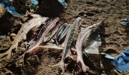 Ущерб более 18 миллионов тенге! В Мангистау задержаны браконьеры с рыбой осетровых пород