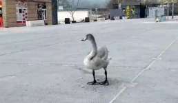 Кто поможет? Одинокого лебедя нашли жители Актау