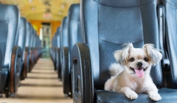 В автобусах Павлодара напомнили правила хвостатым пассажирам