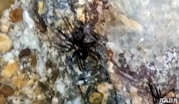 Экологи Актау предположили, что каракурты в домах жителей 13 микрорайона «ложные»