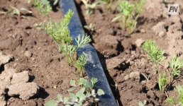 Регенеративное земледелие планируют внедрять павлодарские фермеры