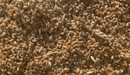 Павлодарским животноводам помогут фуражным зерном