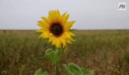 Павлодарская область вошла в тройку регионов по масличным посевам