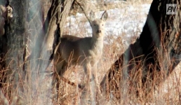 В Павлодаре косуля застряла в заборе кардиоцентра