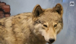 Волки вернулись в пригород Павлодара спустя 40 лет