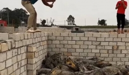 Видео с крокодилами снято не в поселке Акшукур  Мангистауской области