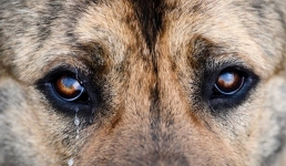 Житель рассказал о сожжении отстреленных собак в пригороде Актау