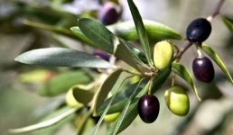 Посадить оливковые плантации планируют возле порта Курык