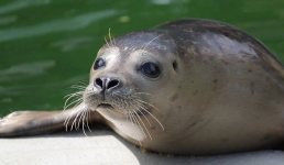 Тюленей планируют выловить из Каспия для научных целей