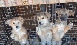 На субботник в Центр временной передержки бездомных животных приглашают жителей Актау