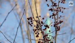 Павлодарские морозы сменит теплая погода