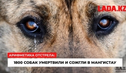 Арифметика отстрела: 1800 собак умертвили и сожгли в Мангистау
