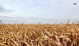 Особый кредит: павлодарским фермерам начали отгружать зерно