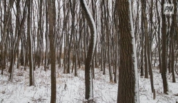 В Павлодарской области февраль будет немного теплее обычного