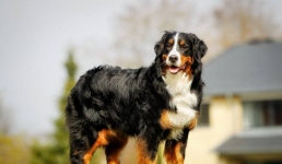 Собак разных пород покажут в Павлодаре