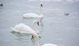 Кандидат ветеринарных наук: Я знаю, как спасти лебедей в Мангистау