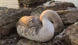 Территориальная инспекция не обнаружила на озере Караколь погибших птиц