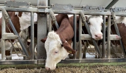 Нехватку убойных площадок обсудили в Павлодаре