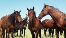 В Мангистау пересчитали поголовье лошадей