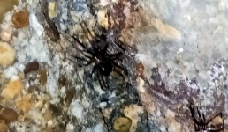 Опасно! Ядовитых пауков обнаружил житель Актау в подвале дома