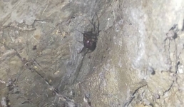 Ядовитые пауки в подвале дома в Актау: в КСК «Мангыстау Бiрлiк» пообещали потравить каракуртов