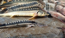 Пограничная служба КНБ предотвратила ущерб в 173 миллиона тенге от браконьерства на Каспии