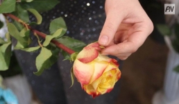 Павлодарцев поздравили с Днем благодарности