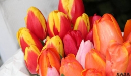 В Актау пройдет праздничный концерт в честь 8 Марта