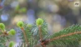 В павлодарских лесах создадут «холодильники» для саженцев