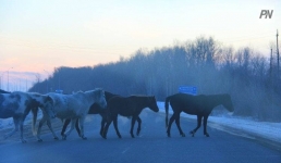 Павлодарские полицейские наказали владельцев бродячего скота