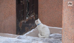 Павлодарку крупно оштрафовали за облитую уксусом кошку