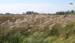 В Павлодарской области затянули выдачу документа на землю