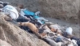 Массовое убийство собак прокомментировали  чиновники Мангистау