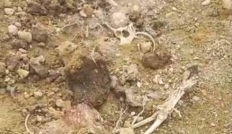 Закопали по-быстрому: зоозащитники Мангистау пытались найти выживших собак в яме с трупами