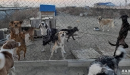 Зоозащитники приглашают жителей Актау на субботник