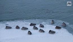 Хьюстон, у нас проблемы. Оценен риск паводков в Павлодарской области