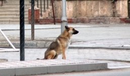 Бродячие собаки: куда жаловаться жителям Актау