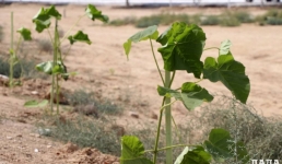 Почти два миллиарда тенге выделяют на озеленение Жанаозена