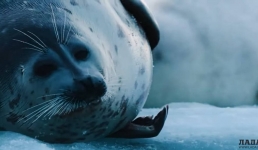 Каспийскому тюленю посвятили фильм