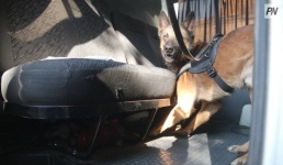 Павлодарским школьникам показали, как собаки ищут наркотики