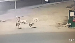 Стая собак напугала детей в Мангистау