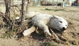 Поможем вместе: на воскресник в приют приглашают жителей Актау