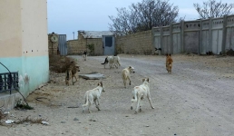 Зоозащитники Мангистау просят оказать помощь в открытии приюта для собак на новом месте