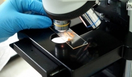 Крупный штраф получили ветлаборатории Павлодара