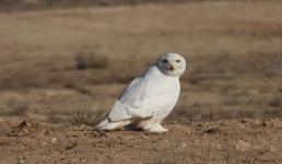С белой совой впервые встретились сотрудники природного парка в Мангистау