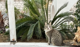 Какие деревья будут лучше расти в Актау: владельцы тепличного комплекса поделились опытом