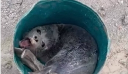 Спасение детёныша тюленя на Каспии попало на видео