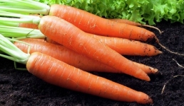 Павлодарские крестьяне попросили субсидии на закуп семян моркови