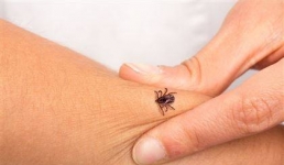 В Мангистау нет зарегистрированных случаев заболевания конго-крымской геморрагической лихорадкой